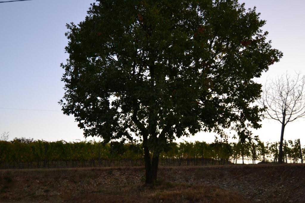 Agriturismo Costa Dei Platani 阿奎泰尔梅 外观 照片